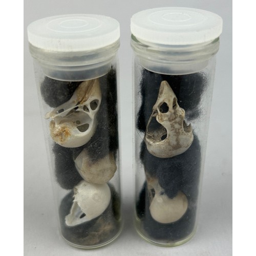 67 - A COLLECTION OF SMALL BIRD SKULLS IN OLD MUSEUM BOXES AND VIALS, to include the skulls of a green ca... 