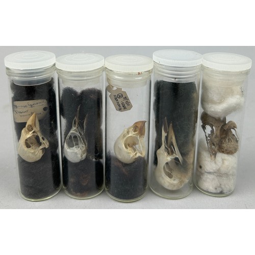 66 - A COLLECTION OF SMALL BIRD SKULLS IN OLD MUSEUM VIALS (5)