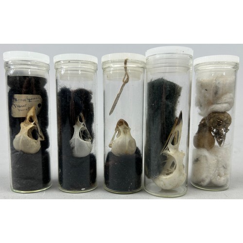 66 - A COLLECTION OF SMALL BIRD SKULLS IN OLD MUSEUM VIALS (5)