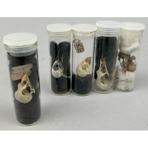 66 - A COLLECTION OF SMALL BIRD SKULLS IN OLD MUSEUM VIALS (5)