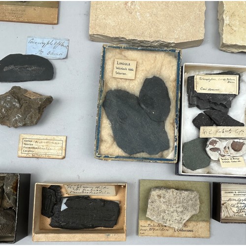 57 - A COLLECTION OF FOSSILS EX MUSEUM, to include specimens collected by Gregory Bottley, Solnhofen lime... 