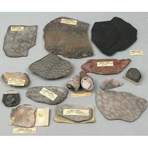 63 - AN IMPORTANT COLLECTION OF FOSSILISED CORALS EX MUSEUM COLLECTION, with old collection labels (Qty)