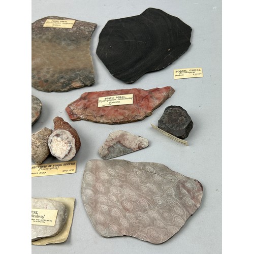 63 - AN IMPORTANT COLLECTION OF FOSSILISED CORALS EX MUSEUM COLLECTION, with old collection labels (Qty)