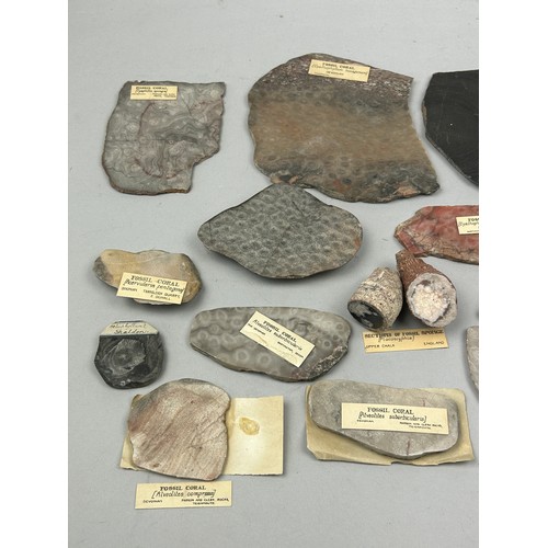 63 - AN IMPORTANT COLLECTION OF FOSSILISED CORALS EX MUSEUM COLLECTION, with old collection labels (Qty)