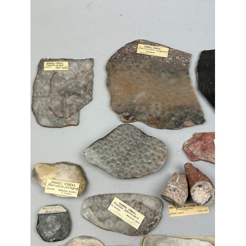 63 - AN IMPORTANT COLLECTION OF FOSSILISED CORALS EX MUSEUM COLLECTION, with old collection labels (Qty)