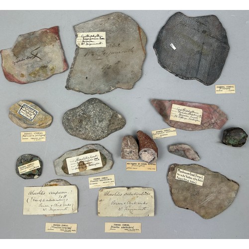 63 - AN IMPORTANT COLLECTION OF FOSSILISED CORALS EX MUSEUM COLLECTION, with old collection labels (Qty)