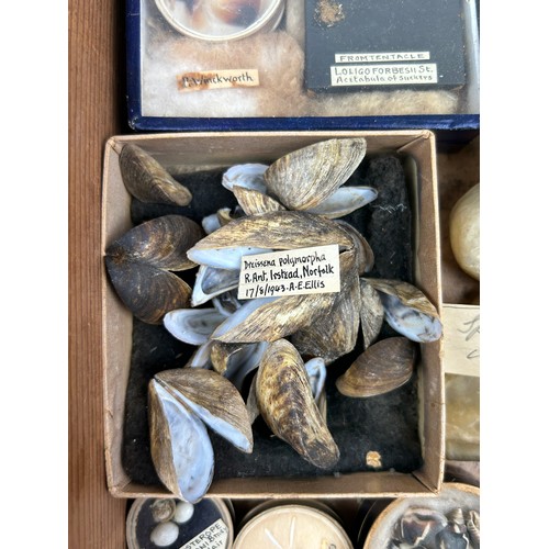 58 - A COLLECTION OF FOSSILS AND MARINE NATURAL HISTORY EX MUSEUM, to include crude winglass and many oth... 