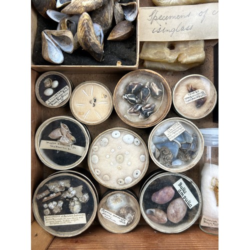 58 - A COLLECTION OF FOSSILS AND MARINE NATURAL HISTORY EX MUSEUM, to include crude winglass and many oth... 