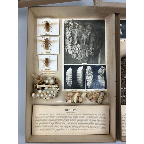 64 - THREE CASES OF BIOLOGICAL STUDIES CIRCA 1920 BY RENOWNED NATURALIST G. FOX WILSON (1896-1951),

Mixe... 