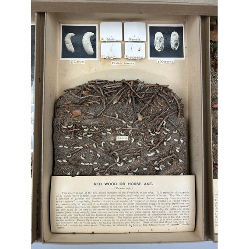 64 - THREE CASES OF BIOLOGICAL STUDIES CIRCA 1920 BY RENOWNED NATURALIST G. FOX WILSON (1896-1951),

Mixe... 