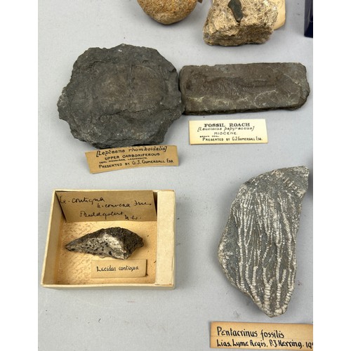 59 - A RARE COLLECTION OF FOSSILS EX MUSEUM, to include a fossil roach presented by G.J. Gumersall Esq, v... 