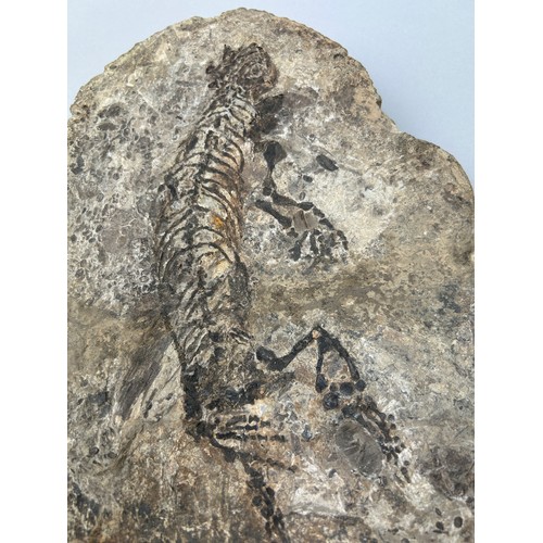 47 - A COMPLETE FOSSILISED RETILE BARASAURUS BESAIREI, 

30cm x 23cm 

From Madagascar, Triassiac to Perm... 