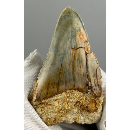 29 - A RARE DEFORMED MEGALODON TOOTH, 

Java, Indonesia circa 5-10 million years old. 

Showing pathologi... 