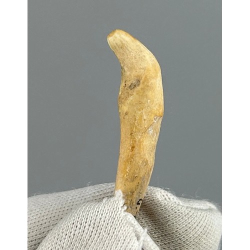 38 - A SCARCE CANINE TOOTH OF A JUVENILE CAVE BEAR, 

Gondenans-Les-Moulins, France. Collected in 1957. 
... 