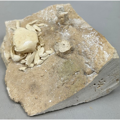 44 - A VERY UNUSUAL TRAVERTINE FOSSILISED CRAB FROM PAMMUKALE TURKEY PLEISTOCENE CIRCA 400,000 YEARS AGO
... 