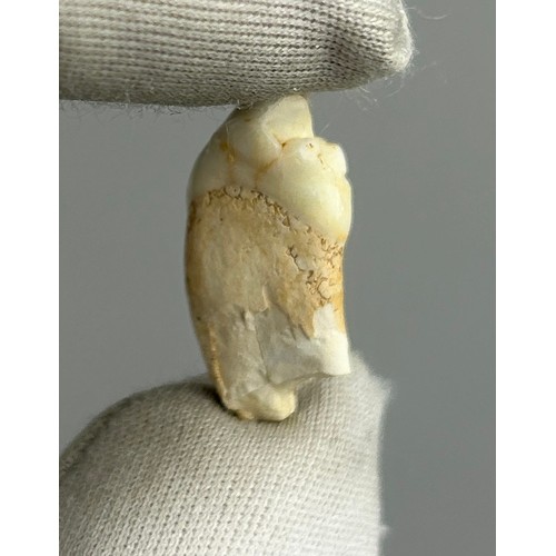 40 - A CAVE HYENA TOOTH (CROCUTA),

Srbsko, Czech Republic. Pleistocene circa 20,000 years old.