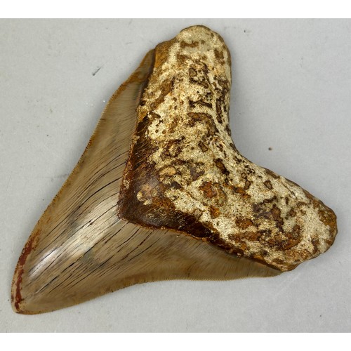 30 - A VERY LARGE FOSSILISED MEGALODON TOOTH, 

From Java, Indonesia. Miocene circa 5-10 million years ol... 
