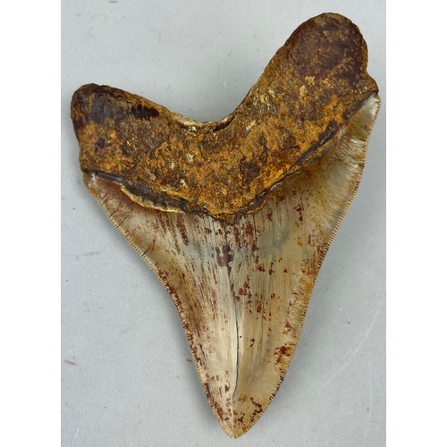 30 - A VERY LARGE FOSSILISED MEGALODON TOOTH, 

From Java, Indonesia. Miocene circa 5-10 million years ol... 