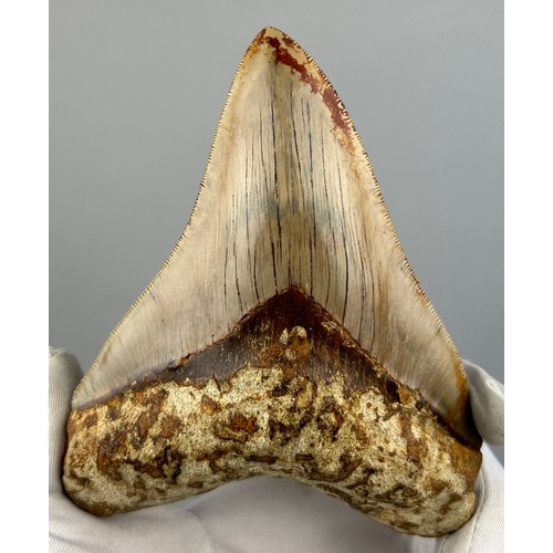 30 - A VERY LARGE FOSSILISED MEGALODON TOOTH, 

From Java, Indonesia. Miocene circa 5-10 million years ol... 