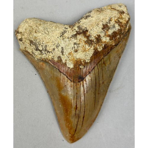 32 - A LARGE FOSSILISED MEGALODON TOOTH, 

From Java, Indonesia. Miocene circa 5-10 million years old.

1... 