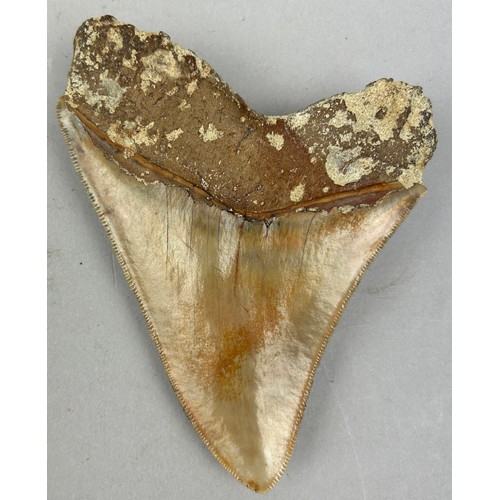 32 - A LARGE FOSSILISED MEGALODON TOOTH, 

From Java, Indonesia. Miocene circa 5-10 million years old.

1... 