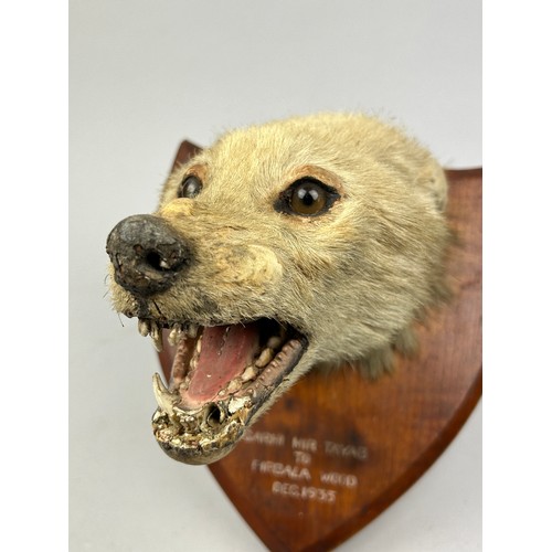 57 - A TAXIDERMY INDIAN JACKAL (CANIS AUREUS INDICUS) BY VAN INGEN AND VAN INGEN OF MYSORE, INDIA, 

Moun... 