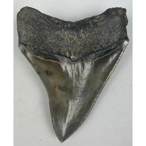 17 - A FOSSILISED BLACK MEGALODON TOOTH, 

11.5cm x 9cm 

Java, Indonesia. Miocene period circa 5-10 mill... 