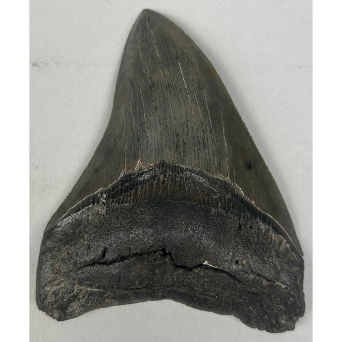 17 - A FOSSILISED BLACK MEGALODON TOOTH, 

11.5cm x 9cm 

Java, Indonesia. Miocene period circa 5-10 mill... 