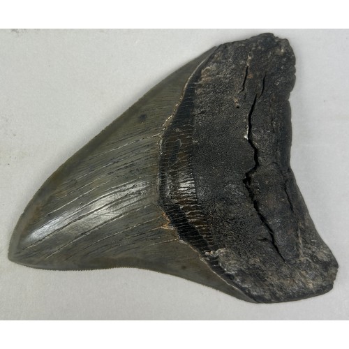 17 - A FOSSILISED BLACK MEGALODON TOOTH, 

11.5cm x 9cm 

Java, Indonesia. Miocene period circa 5-10 mill... 