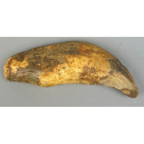 20 - THE TOOTH OF A LARGE CAVE BEAR (URSUS SPELEAUS), 

From the Carpathian Mountains, Romania. Pleistoce... 