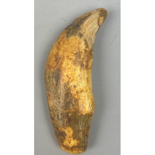 20 - THE TOOTH OF A LARGE CAVE BEAR (URSUS SPELEAUS), 

From the Carpathian Mountains, Romania. Pleistoce... 