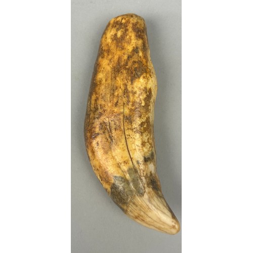 20 - THE TOOTH OF A LARGE CAVE BEAR (URSUS SPELEAUS), 

From the Carpathian Mountains, Romania. Pleistoce... 