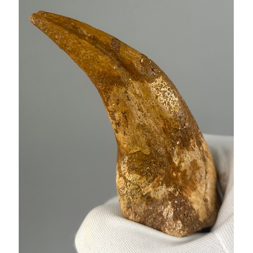 26 - THE CLAW OF A SPINOSAURUS (SPINOSAURUS AEGYPTIACUS), 

8cm x 3.5cm 

From the Kem Kem basin, Morocco... 