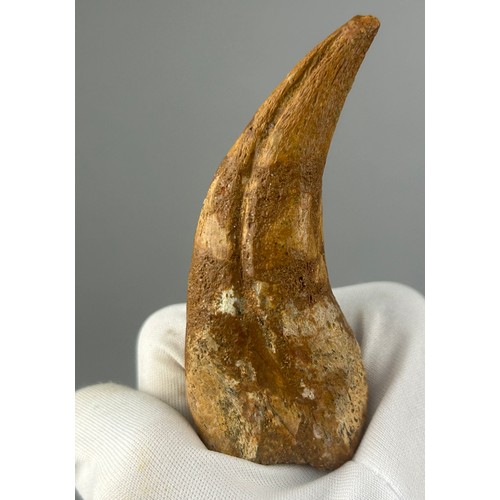 26 - THE CLAW OF A SPINOSAURUS (SPINOSAURUS AEGYPTIACUS), 

8cm x 3.5cm 

From the Kem Kem basin, Morocco... 