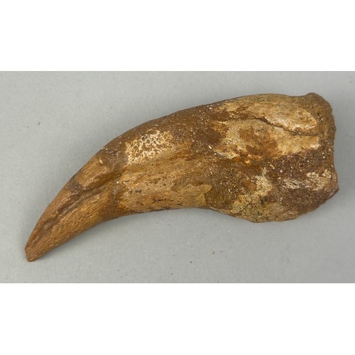 26 - THE CLAW OF A SPINOSAURUS (SPINOSAURUS AEGYPTIACUS), 

8cm x 3.5cm 

From the Kem Kem basin, Morocco... 