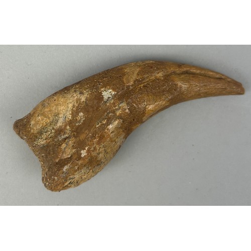 26 - THE CLAW OF A SPINOSAURUS (SPINOSAURUS AEGYPTIACUS), 

8cm x 3.5cm 

From the Kem Kem basin, Morocco... 