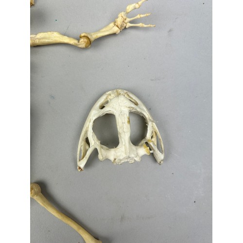 55 - A GIANT AND COMPLETE BULLFROG SKELETON, with additional skull

28cm x 22cm