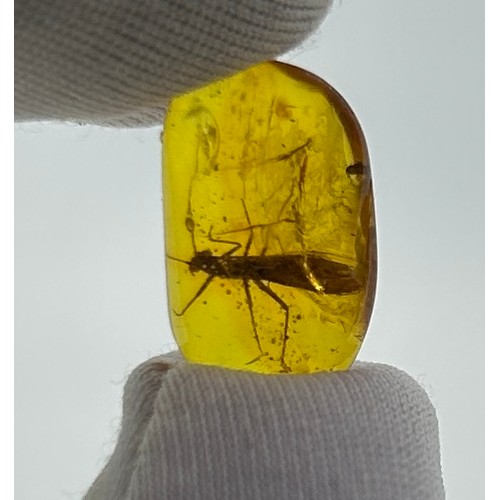 48 - A STONEFLY IN AMBER, 

Baltic circa 34-54 million years old.

German private collection.