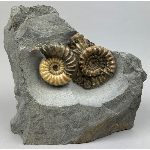 AMMONITE FOSSIL FROM LYME REGIS ENGLAND, circa 200 million years old. 

Aesthetic display slab, extensive preparation work to reveal this rare pair of British ammonite fossils. From the classic location of Lyme Regis on the Jurassic Coast of England, where pioneering palaeontologist Mary Anning made her discoveries in the 1800's.

28cm x 26cm x 13cm