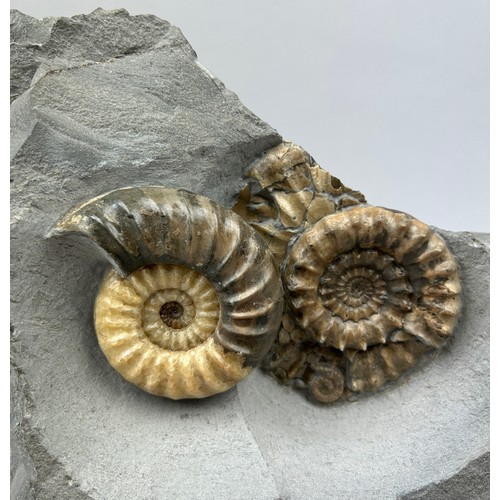 1 - AMMONITE FOSSIL FROM LYME REGIS ENGLAND, circa 200 million years old. 

Aesthetic display slab, exte... 