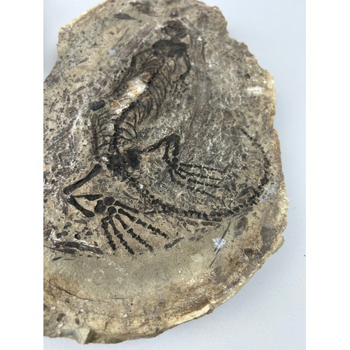 10 - A RARE FOSSIL REPTILE BARASAURUS,

From Madagascar, Triassic to Permian boundary circa 260 million y... 