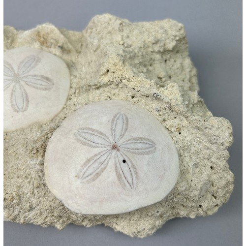 7 - A PAIR OF FOSSIL SAND DOLLARS FROM FRANCE,

An aesthetic, natural stone slab containing a pair of ve... 