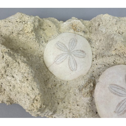 7 - A PAIR OF FOSSIL SAND DOLLARS FROM FRANCE,

An aesthetic, natural stone slab containing a pair of ve... 