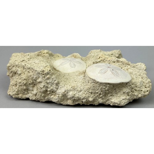 7 - A PAIR OF FOSSIL SAND DOLLARS FROM FRANCE,

An aesthetic, natural stone slab containing a pair of ve... 