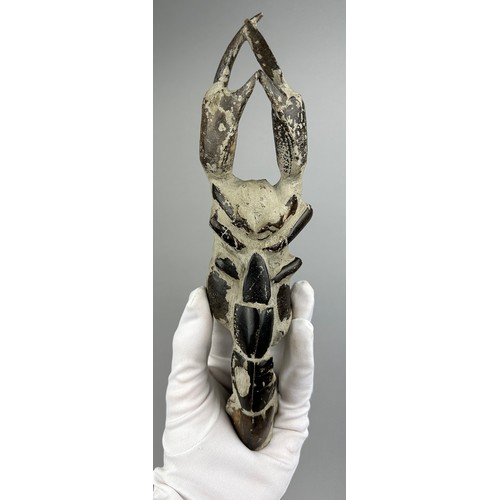 12 - A FOSSILISED MUD LOBSTER,
 
A very large and scarce fossil mud lobster (thalassina). Eocene in age c... 