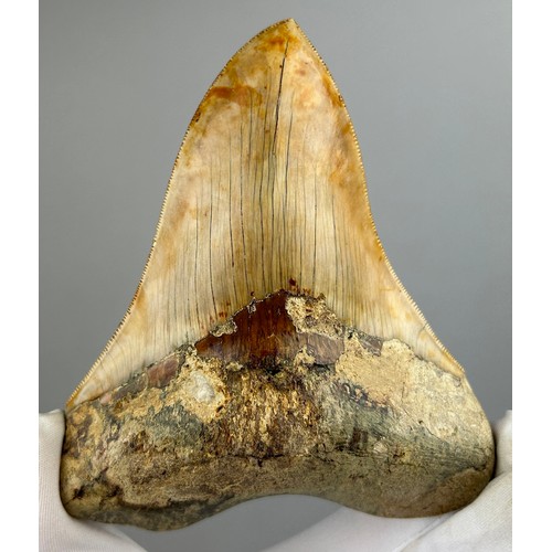 15 - A VERY LARGE FOSSILISED MEGALODON TOOTH,

From Java, Indonesia. Miocene circa 5-10 million years old... 