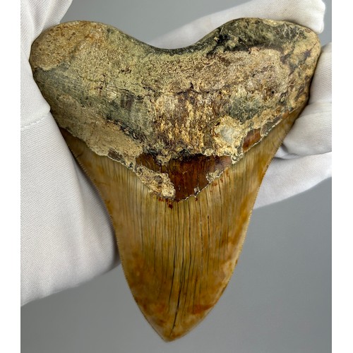 15 - A VERY LARGE FOSSILISED MEGALODON TOOTH,

From Java, Indonesia. Miocene circa 5-10 million years old... 