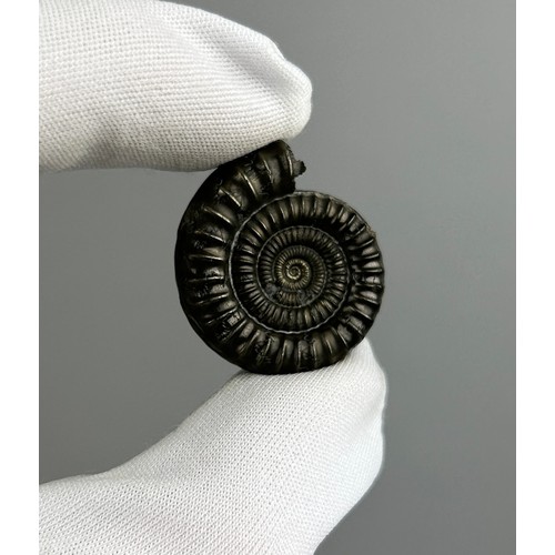 6 - A FOOLS GOLD AMMONITE,

Echioceras species, preserved in solid Iron Pyrite Fools Gold. From Charmout... 