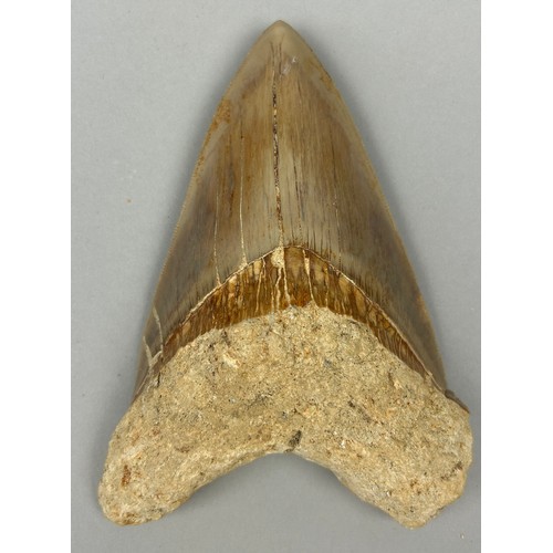 16 - A VERY LARGE FOSSILISED MEGALODON TOOTH,

From Java, Indonesia. Miocene circa 5-10 million years old... 