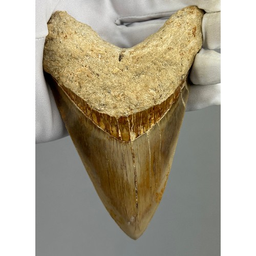 16 - A VERY LARGE FOSSILISED MEGALODON TOOTH,

From Java, Indonesia. Miocene circa 5-10 million years old... 